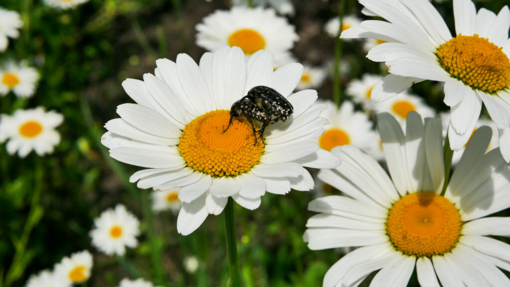 black beetles unexpected pollinators