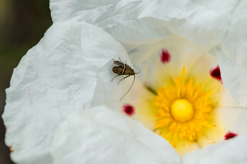longhorn moth unexpected pollinators
