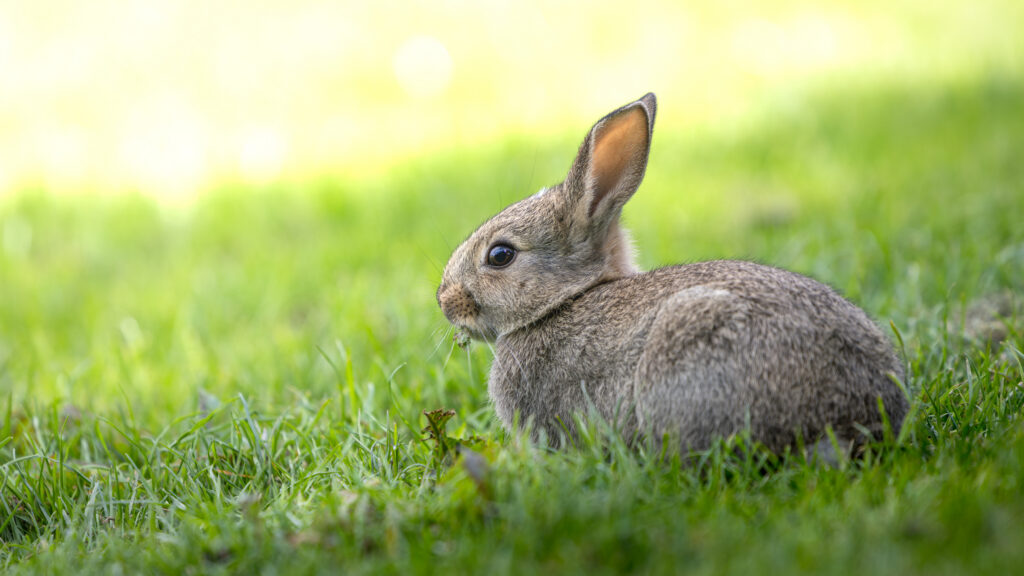 rabbit resistant plants