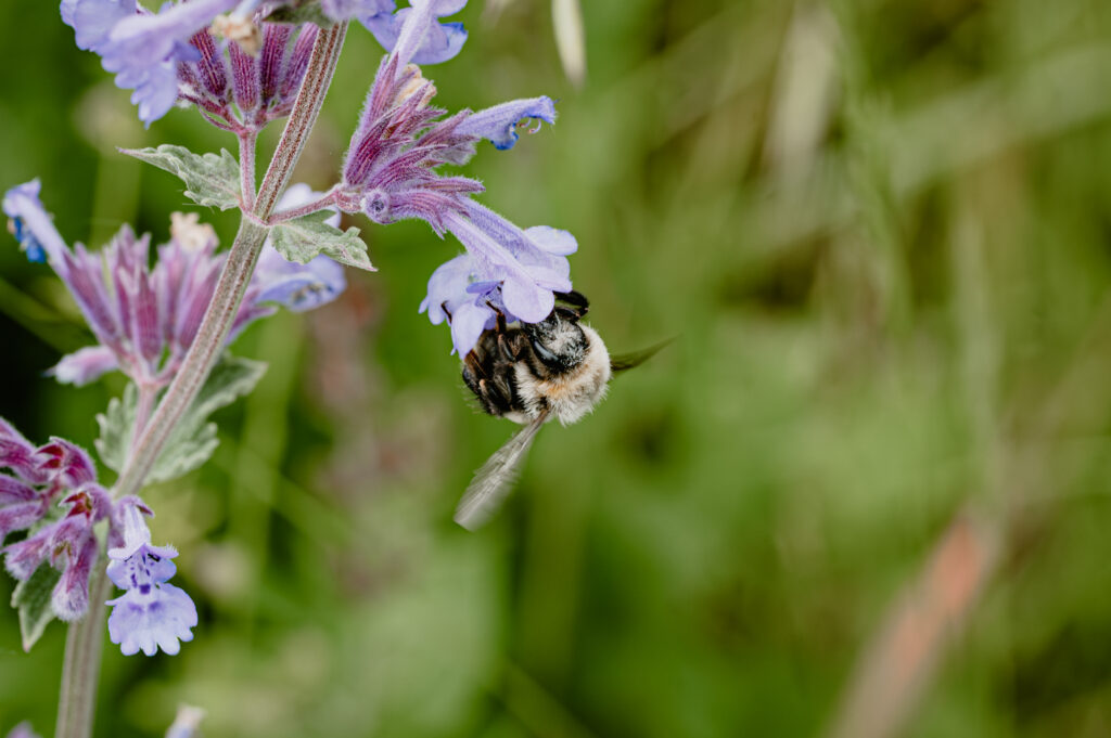 nepeta catmint