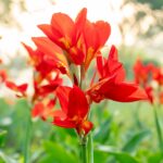 canna lilies