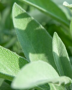 sage for pollinators