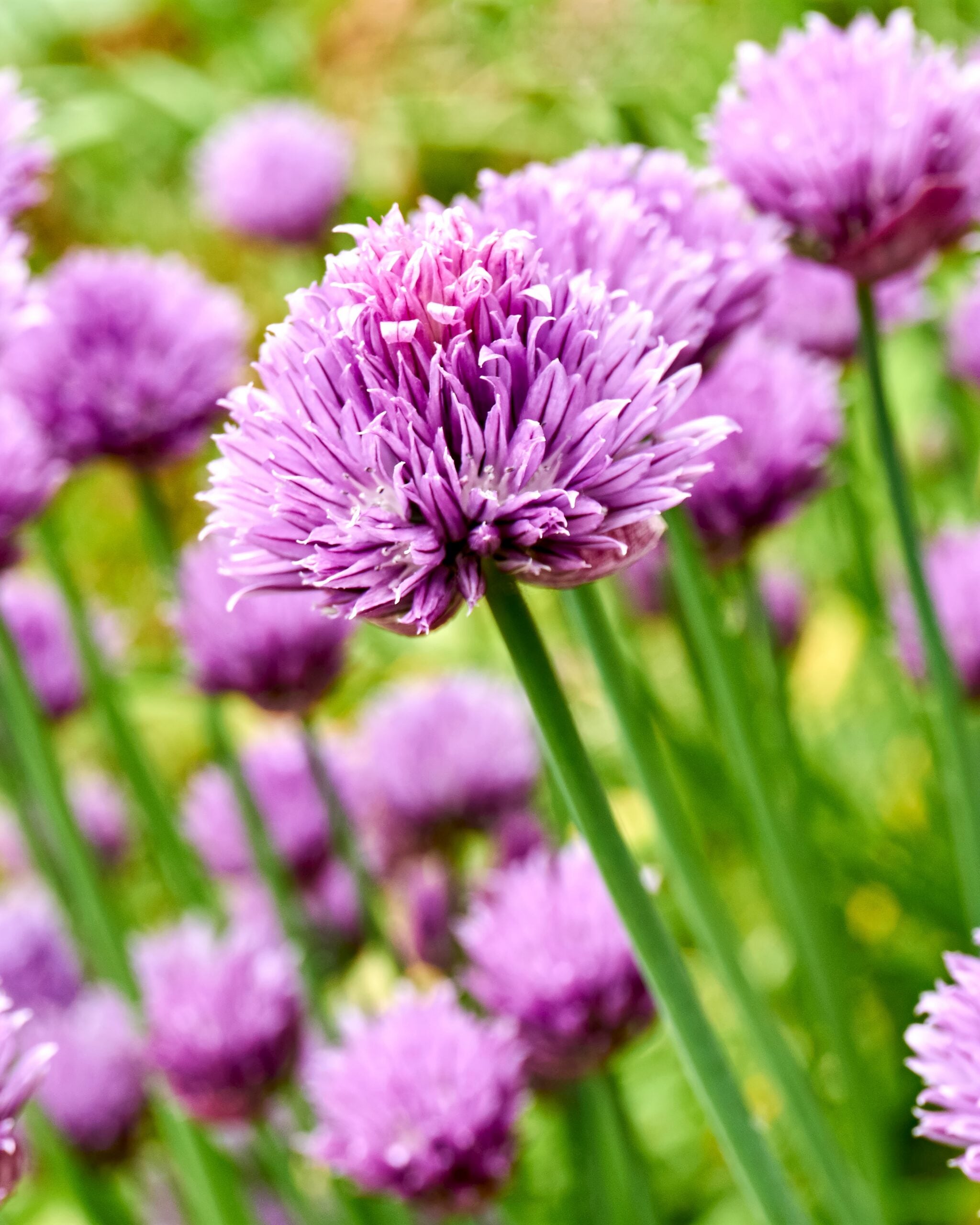 chives for pollinator