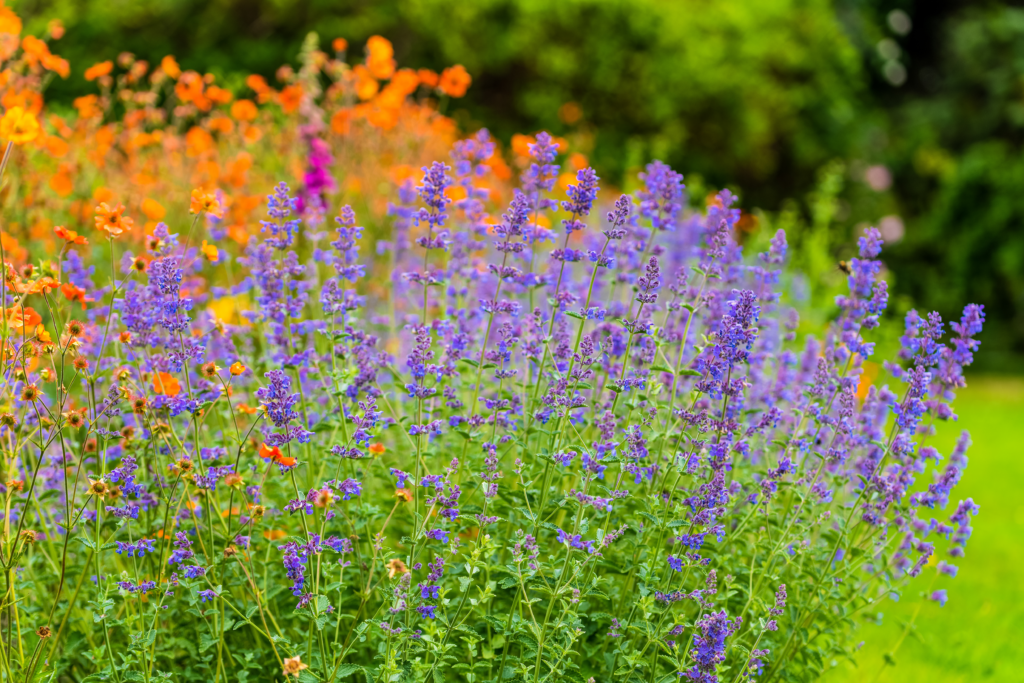 nepeta catmint