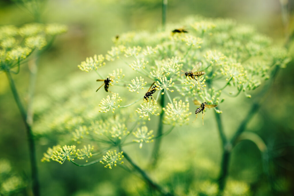 wasps unexpected pollinators
