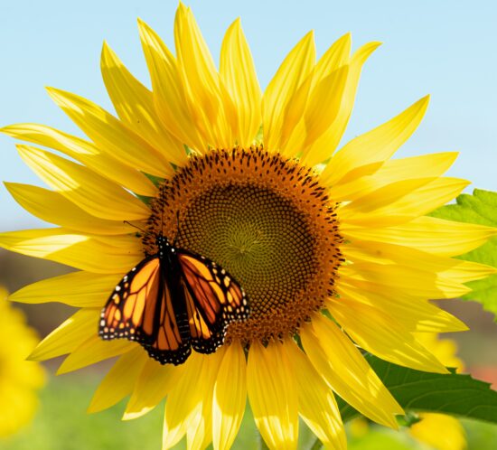 sunflower
