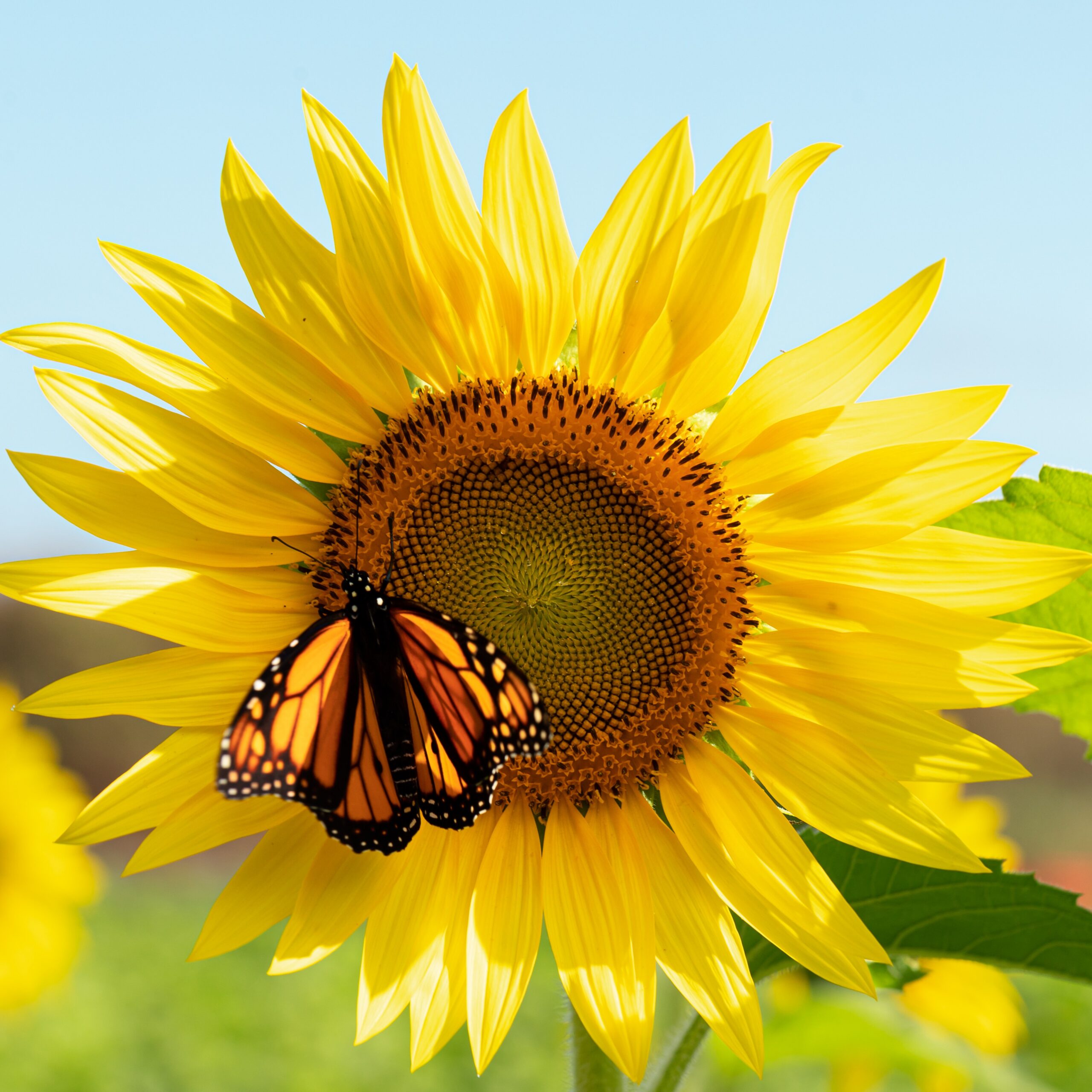sunflower