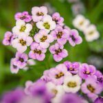 alyssum pollinator-attracting annuals