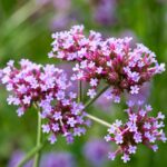 verbena bonariensis