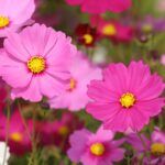 cosmos pollinator-attracting annual