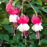 fuschia