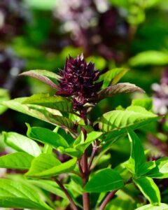 closeup of green thai basil in garden