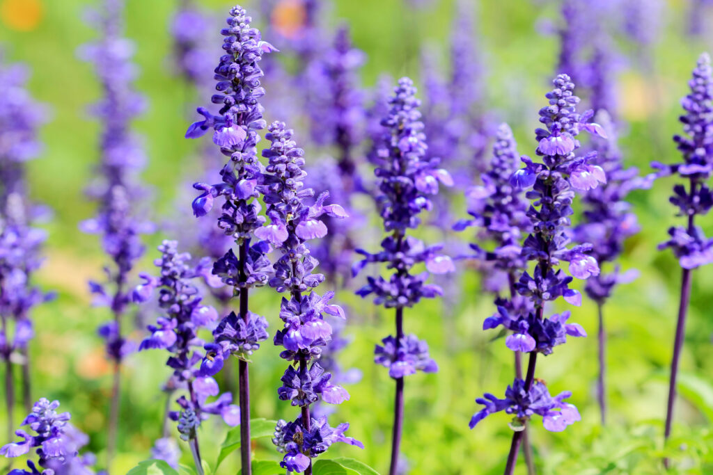 salvia