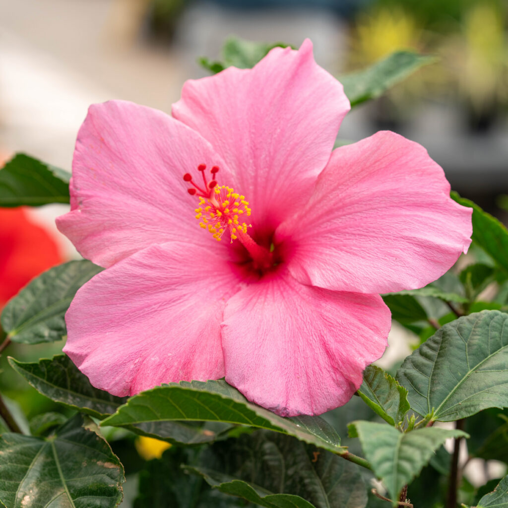 Hot pink hibiscus flower