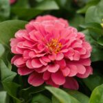 zinnia pollinator-attracting annual