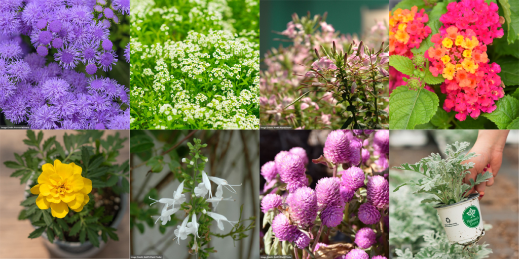 deer and rabbit resistant annuals