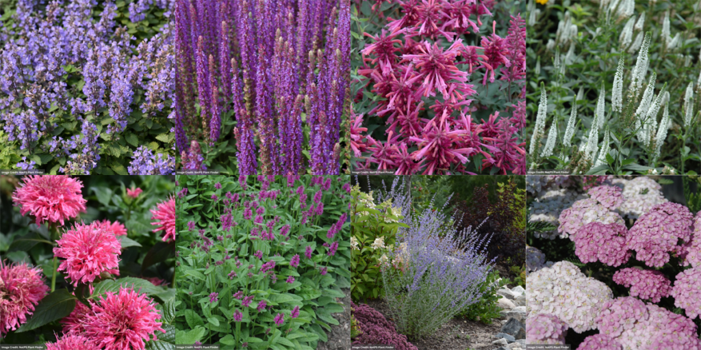 deer resistant perennials