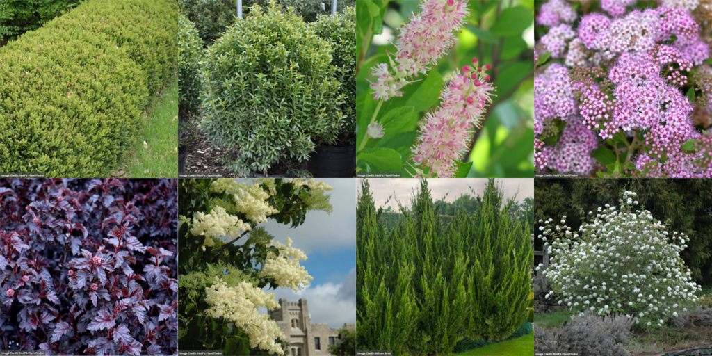 deer and rabbit resistant trees and shrubs