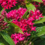 pentas pollinator-attracting annual