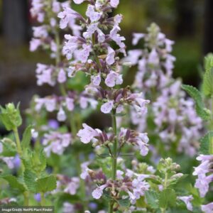 catmint nepeta