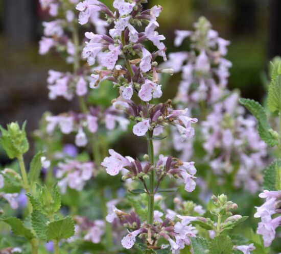 catmint nepeta
