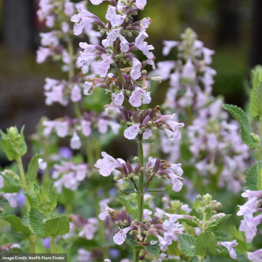 catmint nepeta