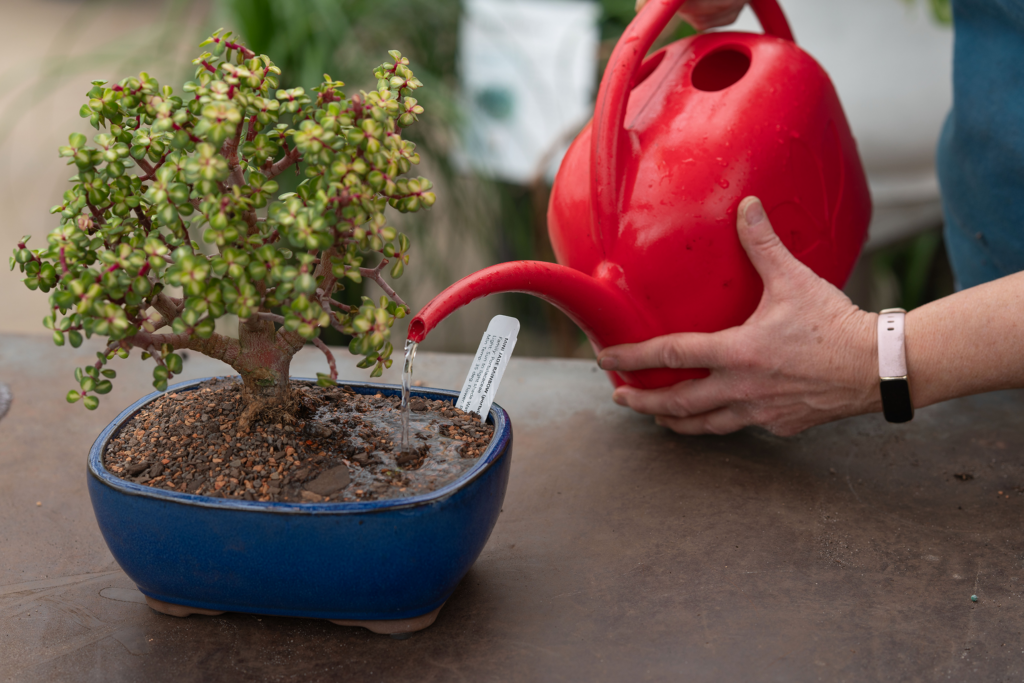 watering bonsai