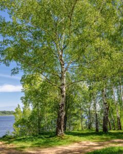 River Birch (Betula nigra cultivars)