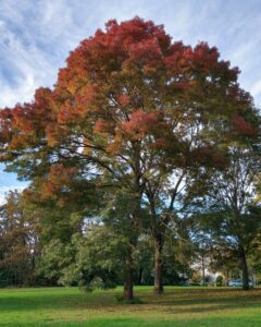 Japanese Zelkova (Zelkova serrata)