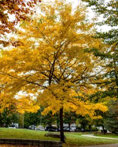 Honeylocust (Gleditsia triacanthos var. inermis)