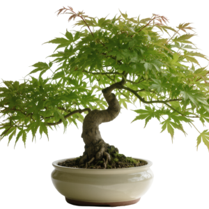 japanese maple bonsai