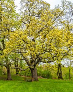 White Oak (Quercus alba)