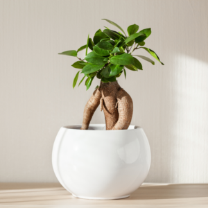 ficus bonsai
