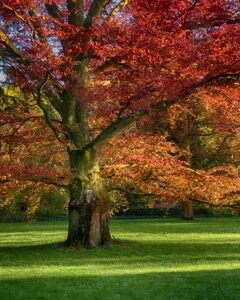Northern Red Oak (Quercus rubra)