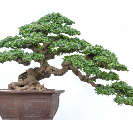 bonsai