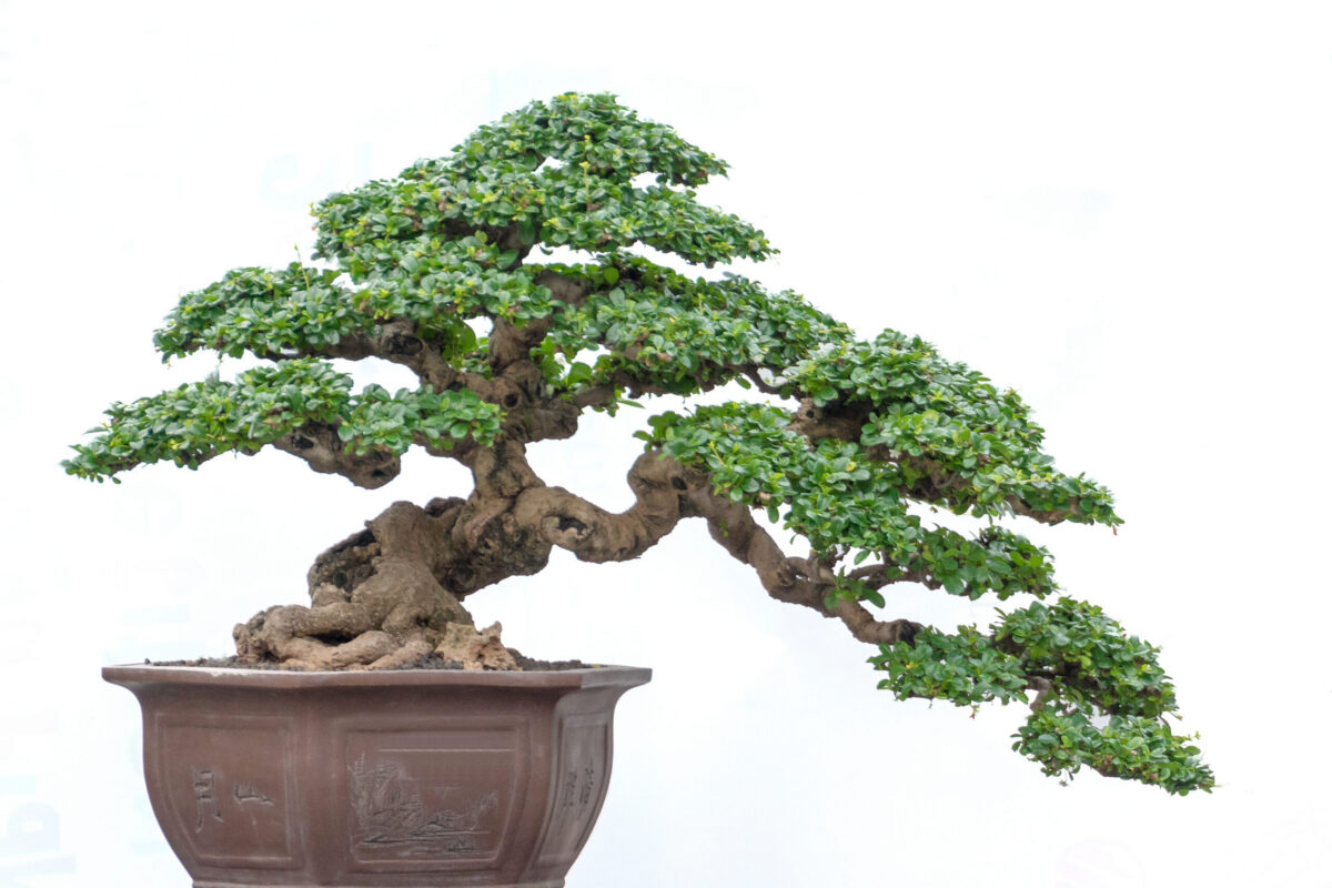 bonsai