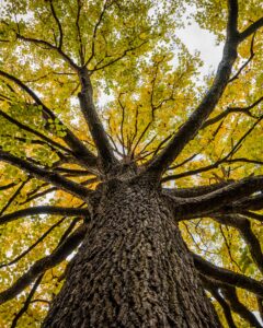 elm tree