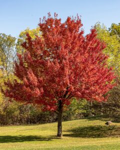 Red Maple (Acer rubrum)