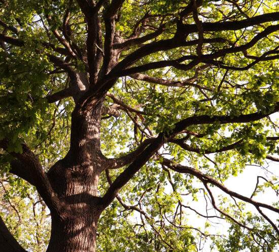 oak tree best shade trees