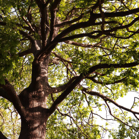 oak tree best shade trees