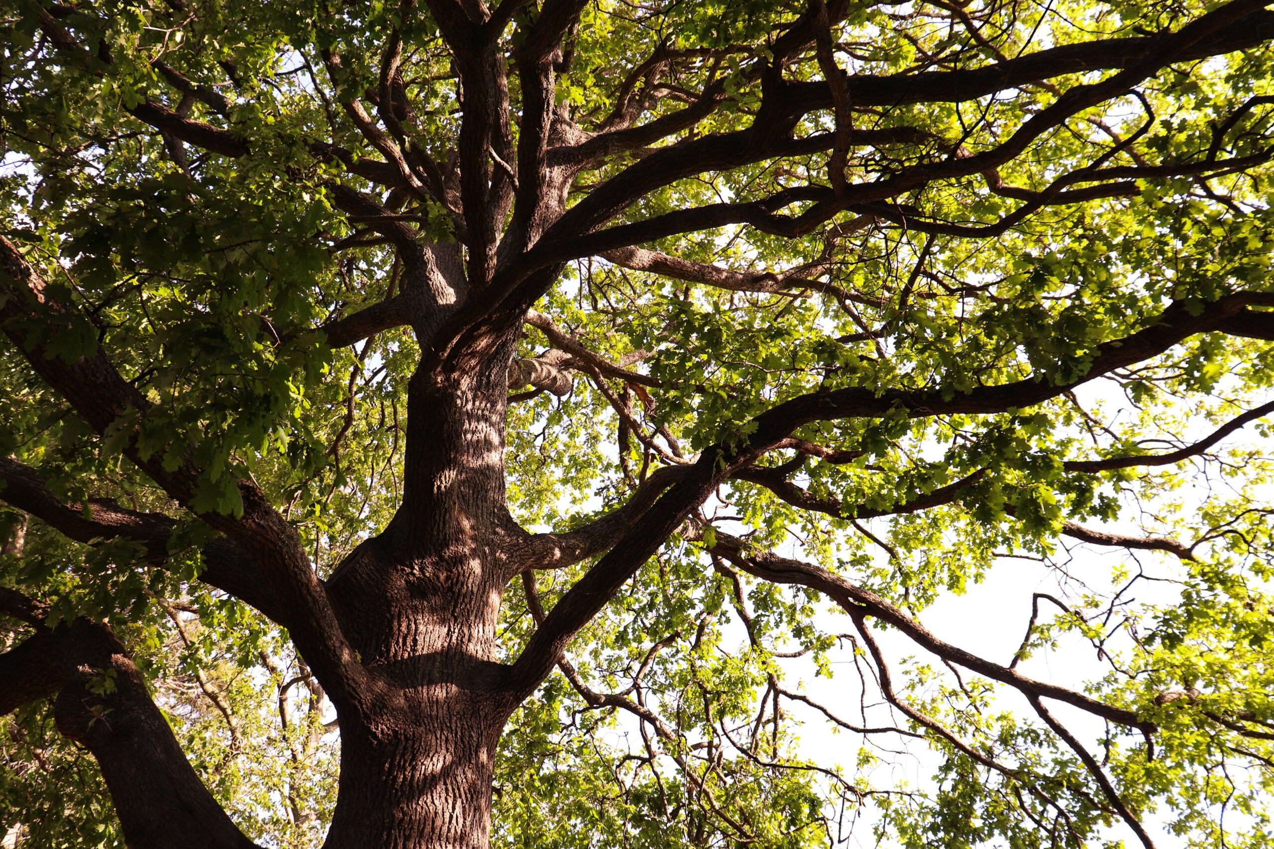oak tree best shade trees