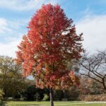 Sweetgum (Liquidambar styraciflua)