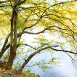 american hornbeam