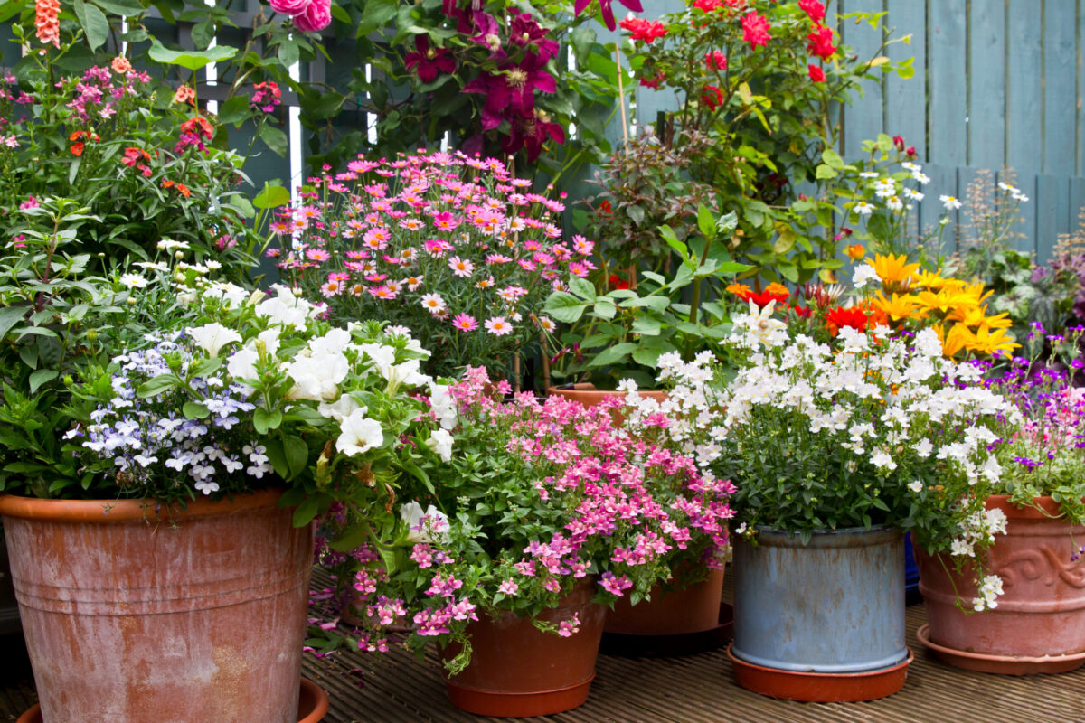 Mixed flowers garden planters