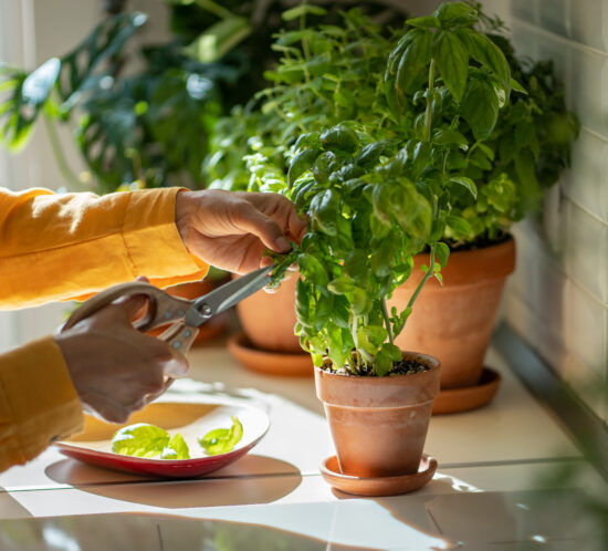fresh basil recipes