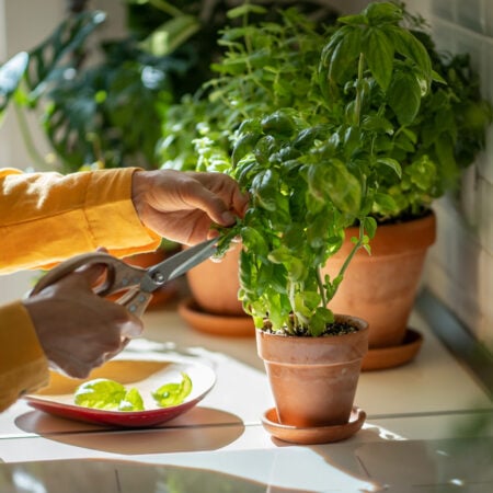 fresh basil recipes