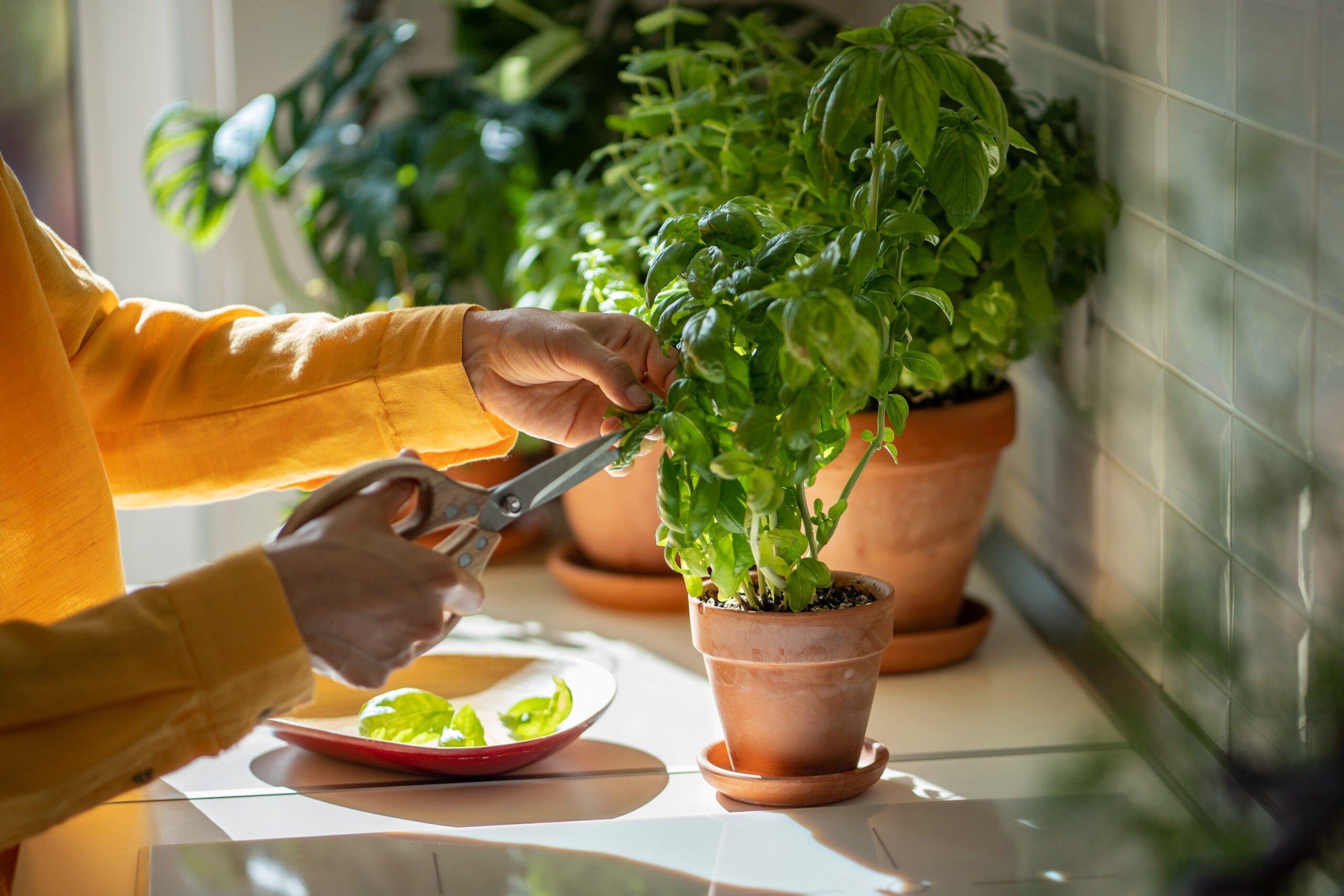 fresh basil recipes
