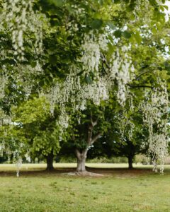 American Yellowwood (Cladrastis kentukea)
