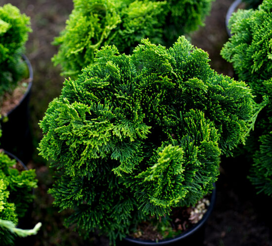 hinoki cypress