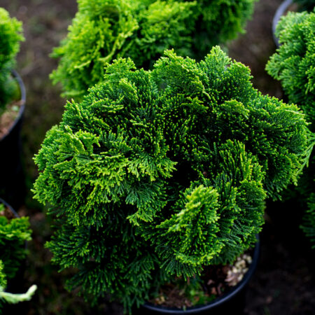 hinoki cypress